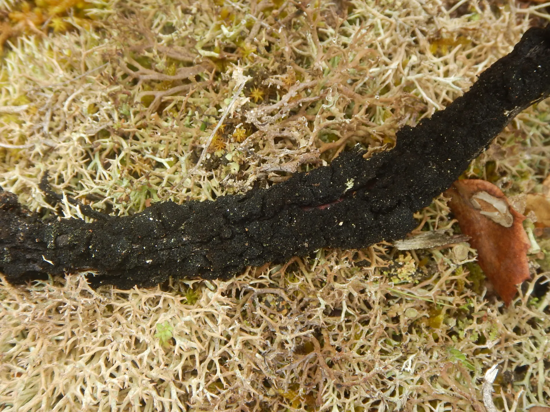 Hormiscium ericae, 26-05-13 (1)
